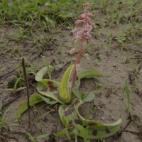 Ledebouria revoluta (L.f.) Jessop